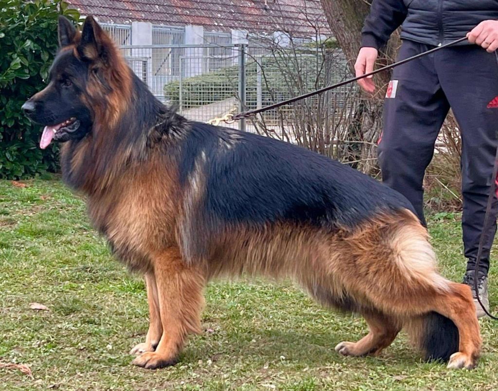 Mon chien du domaine de sanctae crucis