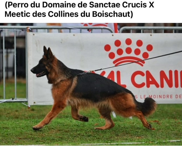 CH. Simba des Collines du Boischaut