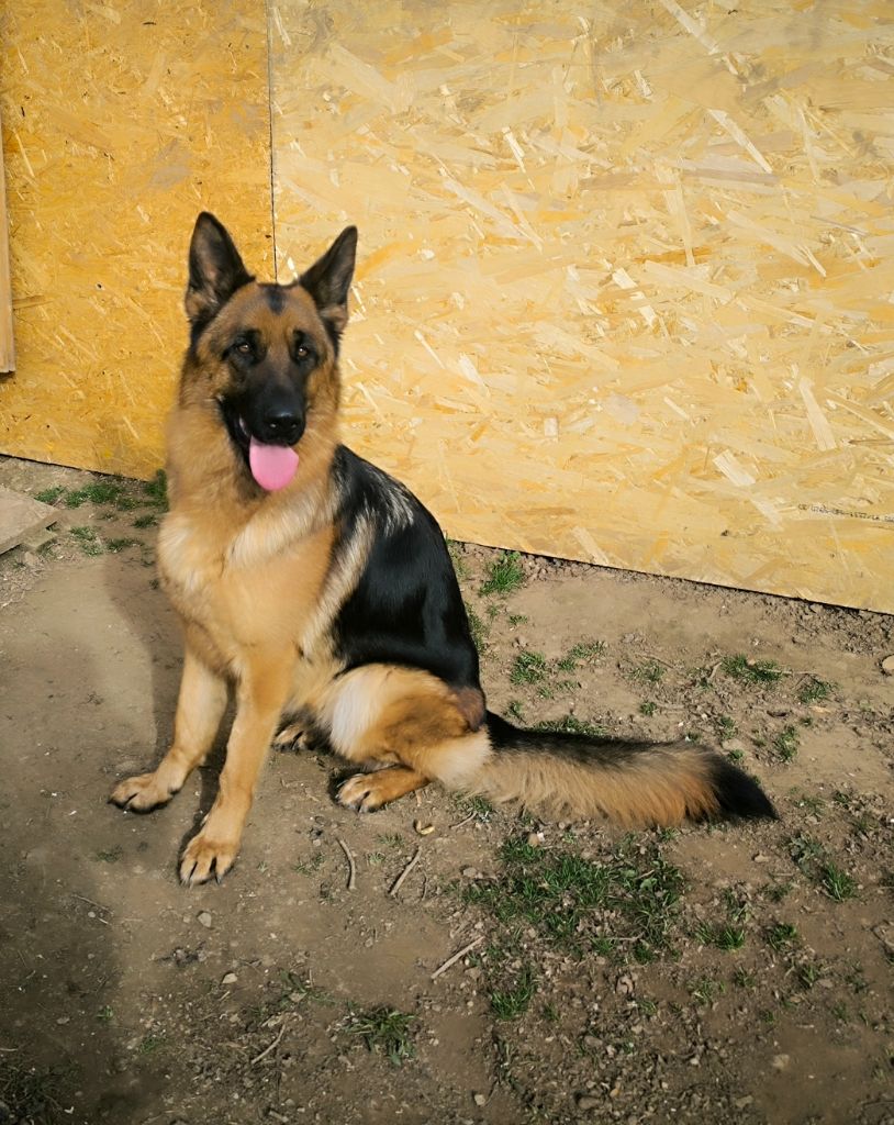 Ulaya du domaine de sanctae crucis