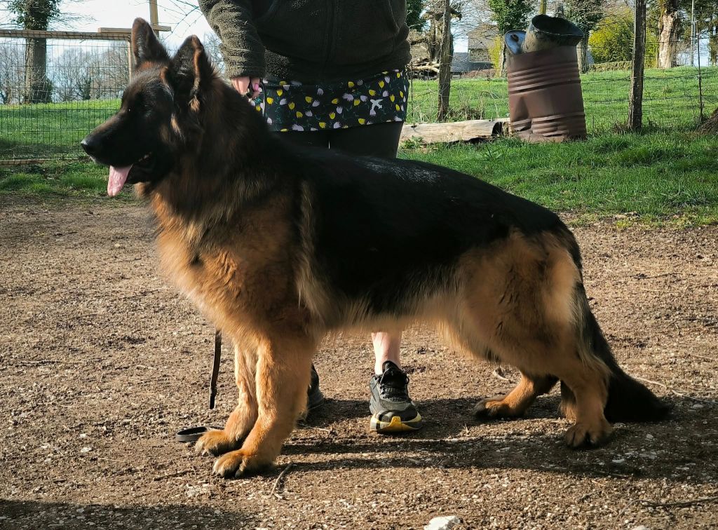CH. Simba des Collines du Boischaut