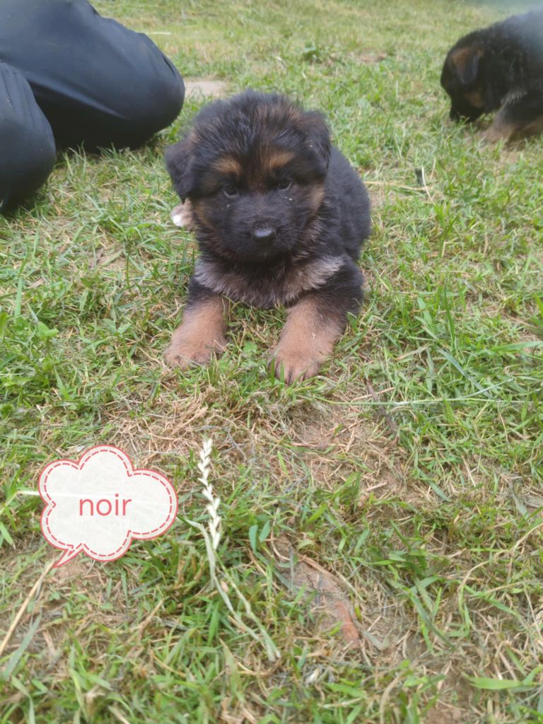 Du Chemin De L'Odon - Chiots disponibles - Berger Allemand