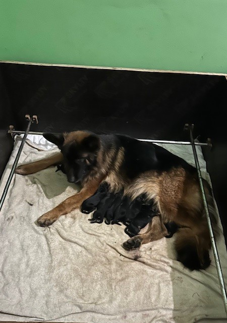 Chiot Berger Allemand Poil Long Du Chemin De L'Odon