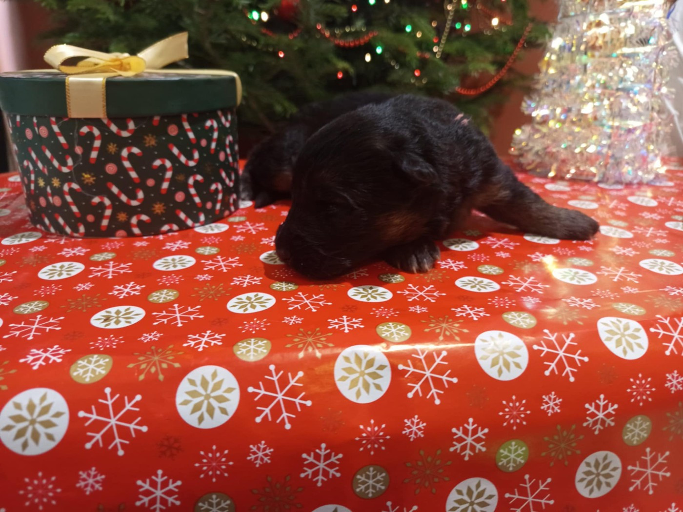 Du Chemin De L'Odon - Chiots disponibles - Berger Allemand Poil Long