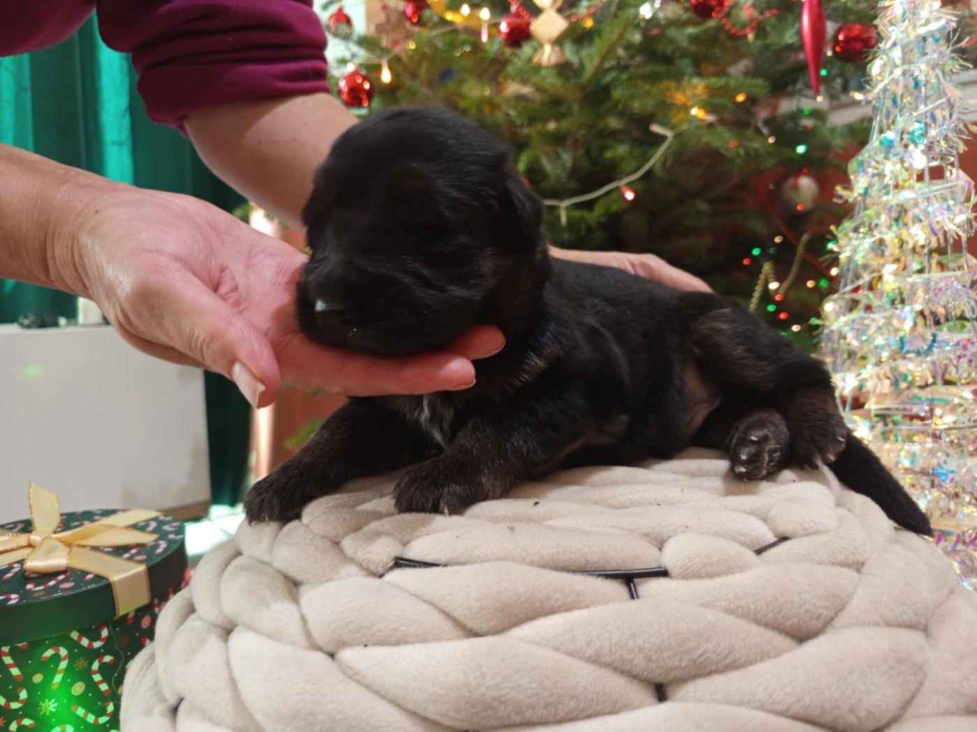 Du Chemin De L'Odon - Chiots disponibles - Berger Allemand Poil Long