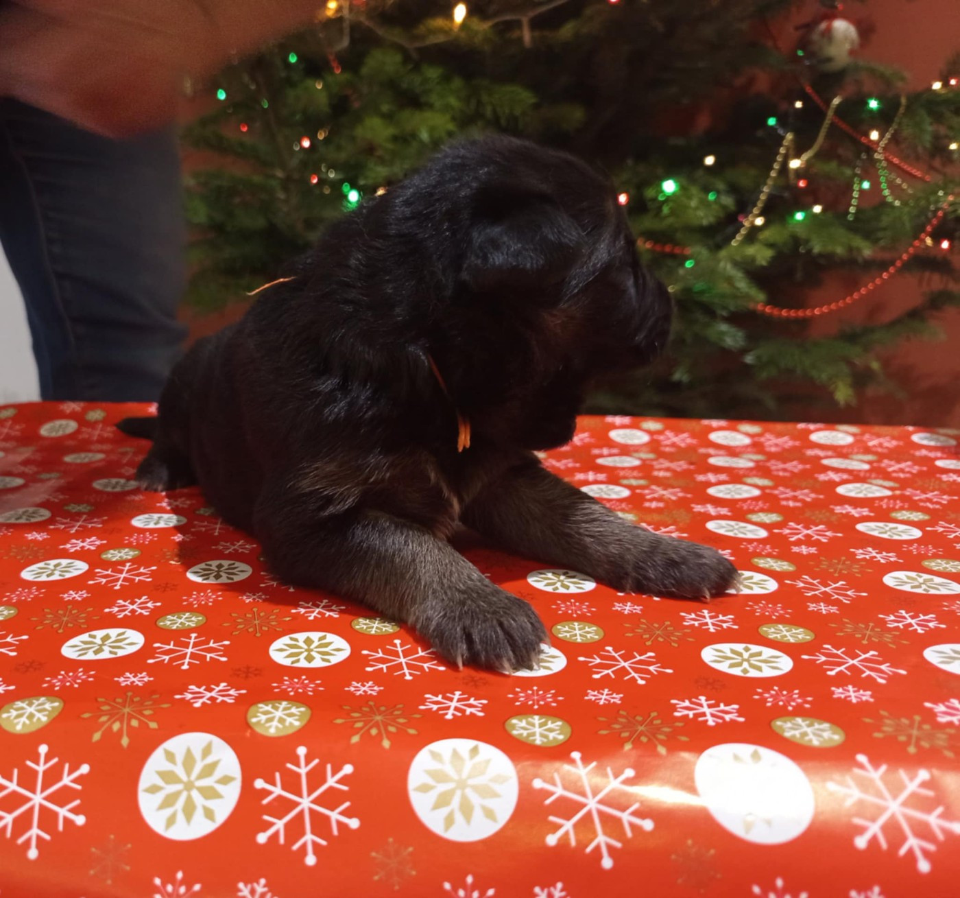 Du Chemin De L'Odon - Chiots disponibles - Berger Allemand Poil Long