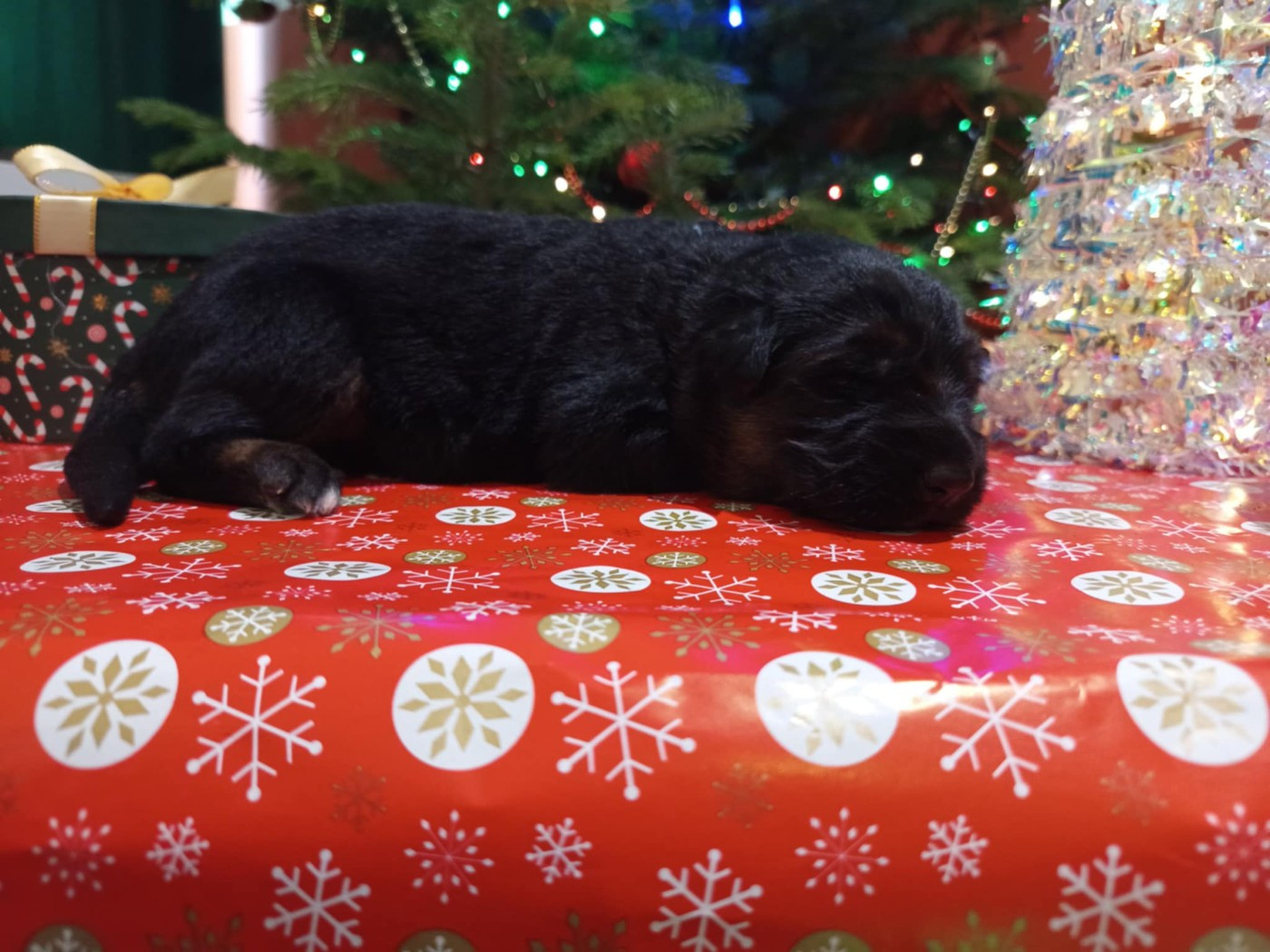 Du Chemin De L'Odon - Chiots disponibles - Berger Allemand Poil Long