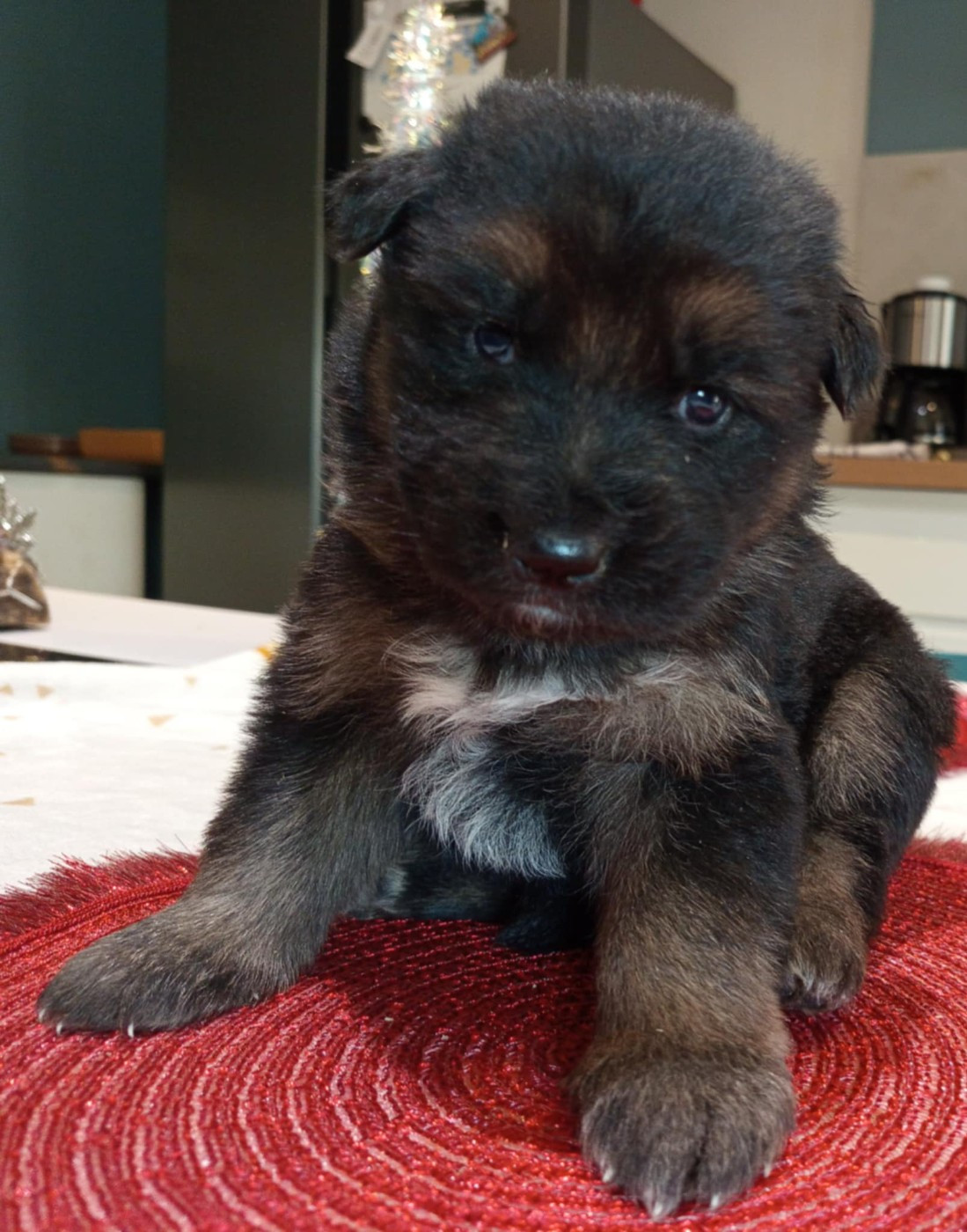 Du Chemin De L'Odon - Chiots disponibles - Berger Allemand Poil Long