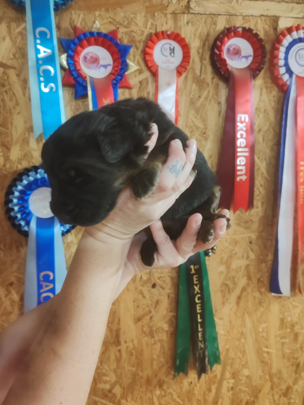 Du Chemin De L'Odon - Chiots disponibles - Berger Allemand