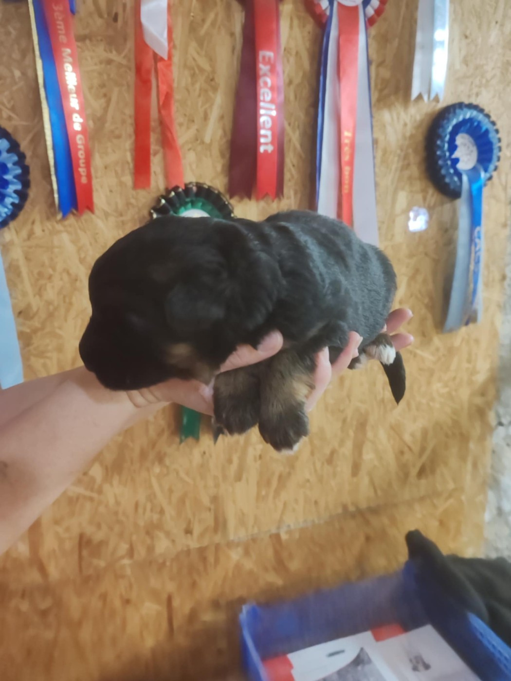 Du Chemin De L'Odon - Chiots disponibles - Berger Allemand