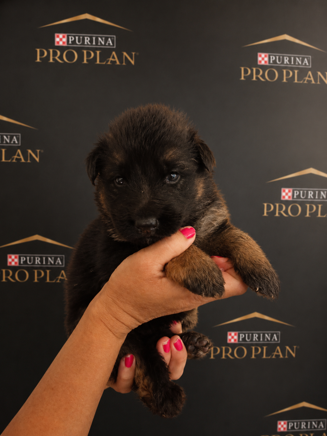 Du Chemin De L'Odon - Chiots disponibles - Berger Allemand Poil Long