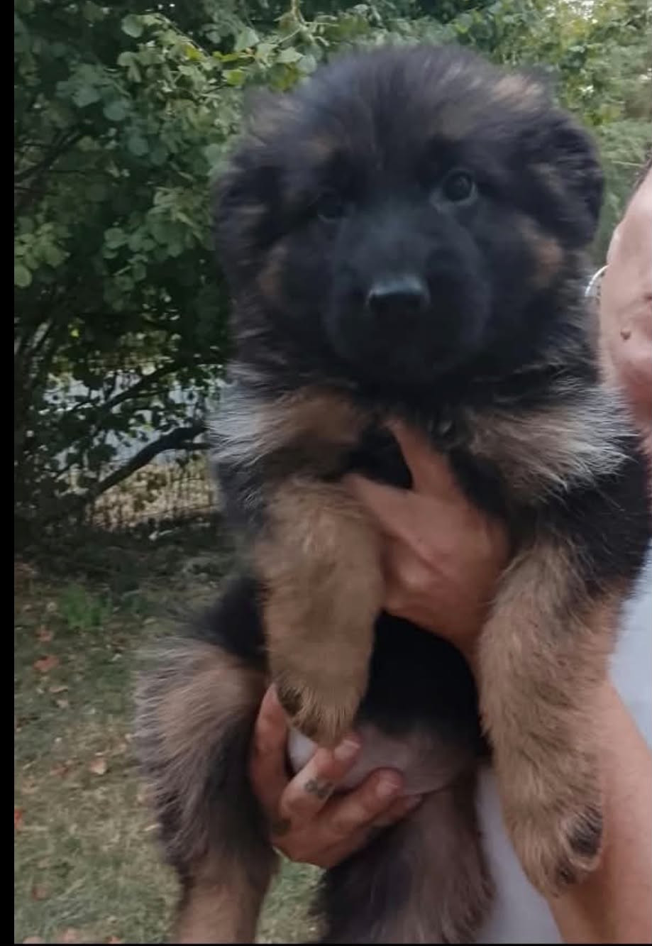Du Chemin De L'Odon - Chiots disponibles - Berger Allemand Poil Long