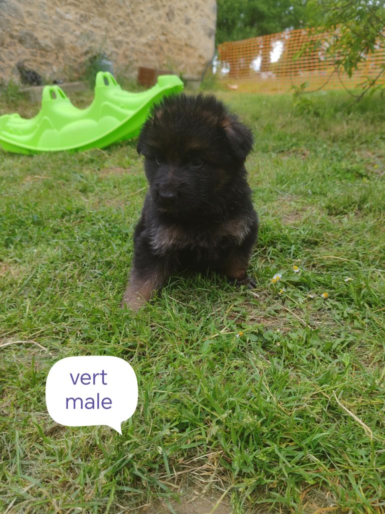 Du Chemin De L'Odon - Chiots disponibles - Berger Allemand