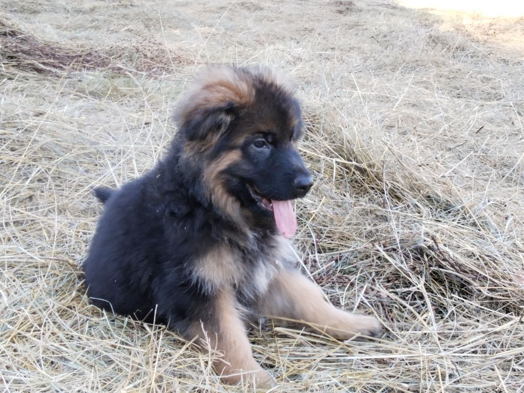 Du Chemin De L'Odon - Chiots disponibles - Berger Allemand