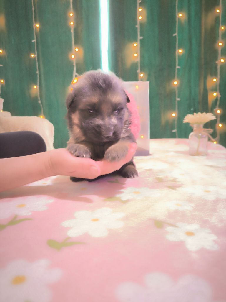 Du Chemin De L'Odon - Chiots disponibles - Berger Allemand