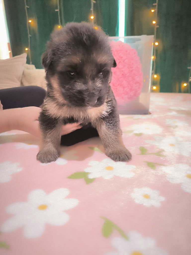Du Chemin De L'Odon - Chiots disponibles - Berger Allemand