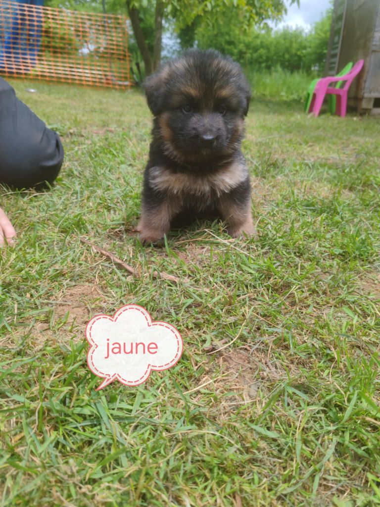 Du Chemin De L'Odon - Chiots disponibles - Berger Allemand