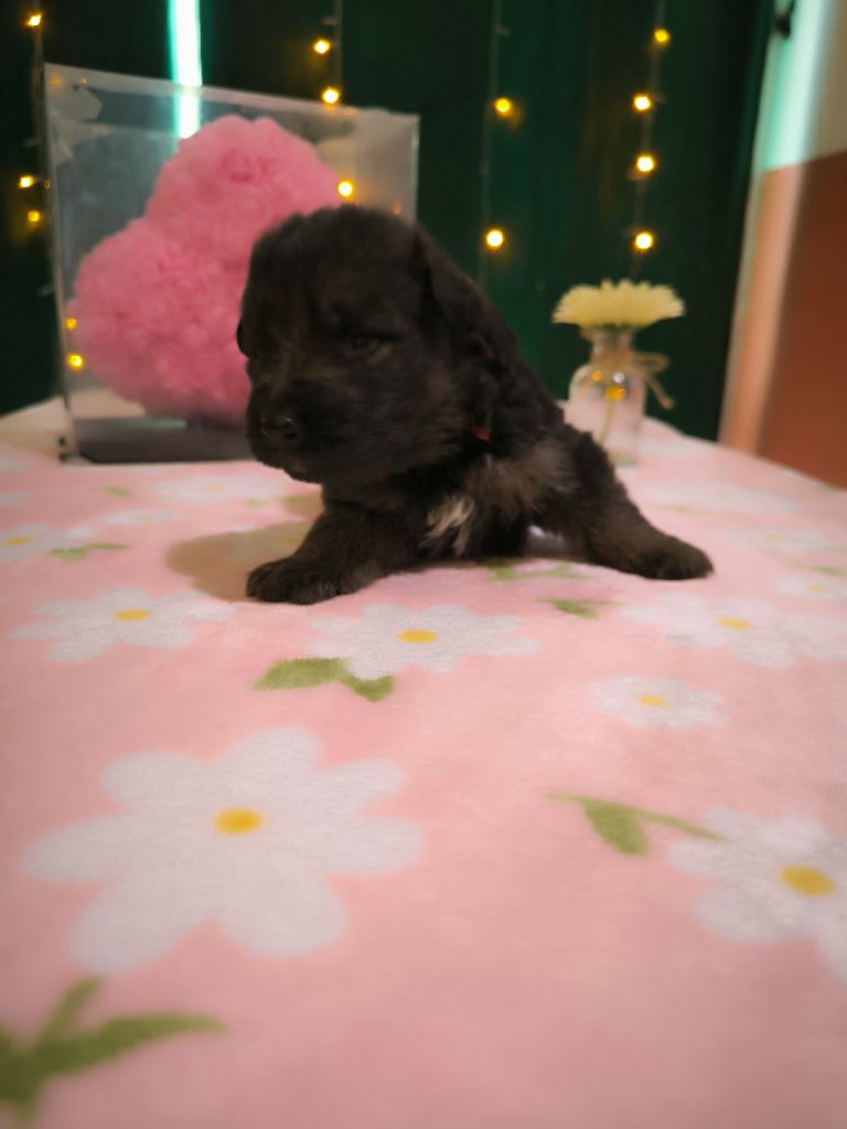 Du Chemin De L'Odon - Chiots disponibles - Berger Allemand