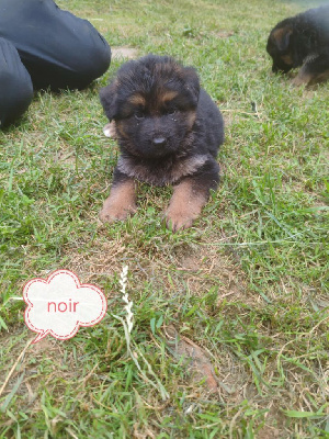 CHIOT 1