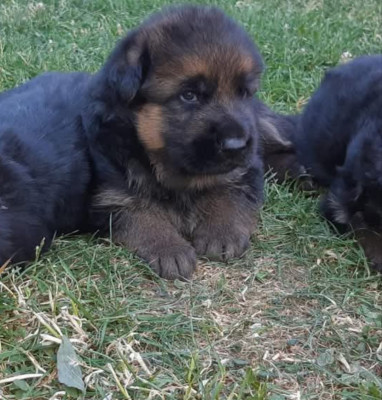 CHIOT 2