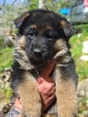 CHIOT 3
