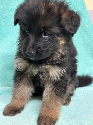 CHIOT 1