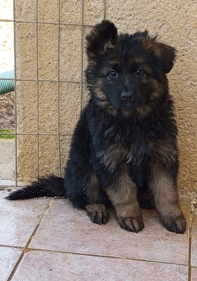 CHIOT 6