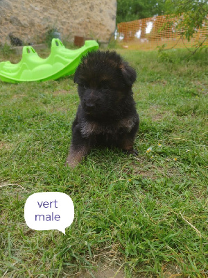 CHIOT 6