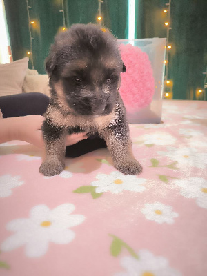 CHIOT 1