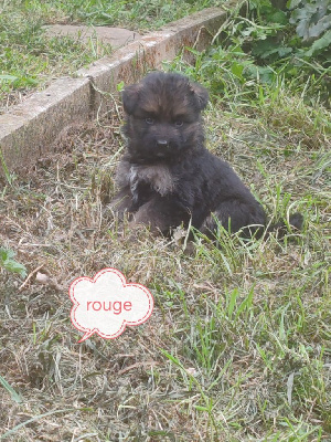 CHIOT 2