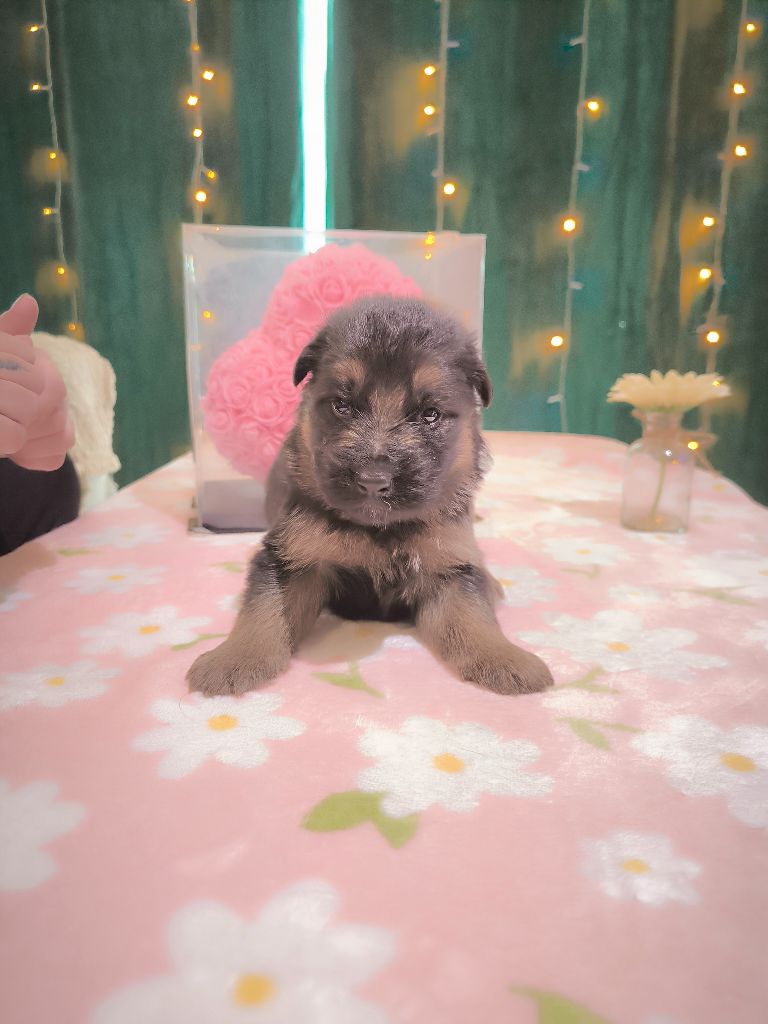 Du Chemin De L'Odon - Chiots disponibles - Berger Allemand