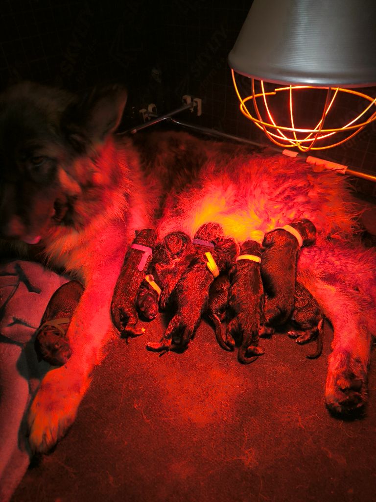 Chiot Berger Allemand Du Chemin De L'Odon