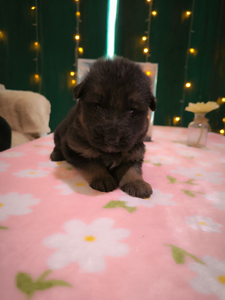 Du Chemin De L'Odon - Chiots disponibles - Berger Allemand